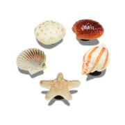 Crocs™ Jibbitz She Sells Seashells 5 Pack 